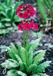 PRIMULA japonica  'Carminea'