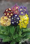 PRIMULA x pubescens  'Kaleidoscope' Portion(s)