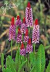 PRIMULA vialii   Portion(en)