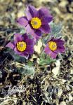 PULSATILLA halleri  