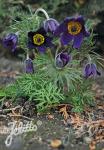 PULSATILLA montana   Portion(en)