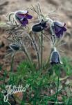 PULSATILLA pratensis ssp. nigricans  