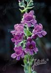 PENSTEMON cobaea   Seeds