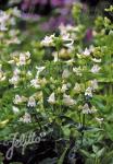 PENSTEMON serrulatus  'Albus' Seeds