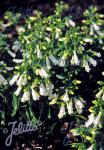 PENSTEMON hirsutus var. pygmeus f. albus  