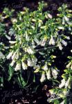 PENSTEMON hirsutus var. pygmeus f. albus   Seeds