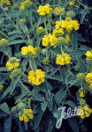 PHLOMIS fruticosa  