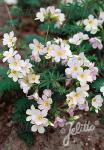 POLEMONIUM carneum  