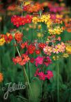 PRIMULA x bulleesiana   Seeds