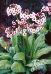 PRIMULA japonica  'Appleblossom' Seeds