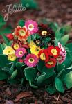 PRIMULA x pubescens  