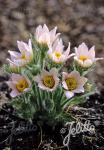 PULSATILLA vulgaris  'Perlen Glocke' Korn