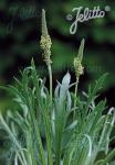 PLANTAGO coronopus  'Minutina'