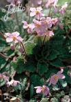 RAMONDA myconi  'Rosea'