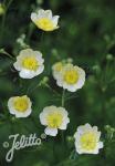 RANUNCULUS acris f. citrinus   Portion(en)