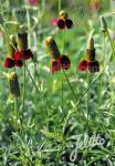 RATIBIDA columnifera f. pulcherrima  'Red Midget'