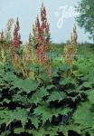 RHEUM palmatum f. atrosanguineum   Portion(en)