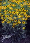 RUDBECKIA fulgida var. deamii  