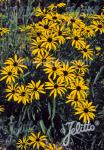 RUDBECKIA missouriensis   Portion(en)