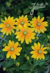 RUDBECKIA hirta  'Prairie Sun' Portion(en)