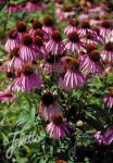 ECHINACEA purpurea   Portion(s)