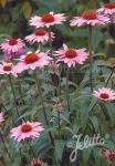 ECHINACEA purpurea  'Magnus' Portion(en)