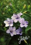 RUELLIA humilis   Portion(en)