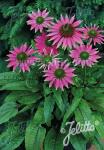 ECHINACEA purpurea  'PowWow® Wild Berry'