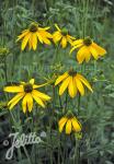 RUDBECKIA laciniata   Portion(en)