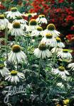 ECHINACEA purpurea  'Alba' Portion(en)