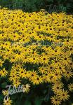 RUDBECKIA fulgida var. sullivantii  'Goldsturm'