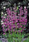 SALVIA pratensis Ballet-Series 'Sweet Esmeralda' Portion(s)