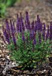 SALVIA nemorosa  'Merleau Blue'