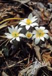 SANGUINARIA canadensis  