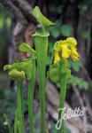 SARRACENIA flava   Portion(en)