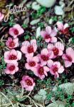 SAXIFRAGA oppositifolia  