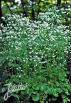 SAXIFRAGA rotundifolia   Portion(en)