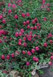 SCUTELLARIA suffrutescens  'Cherry Skullcap'