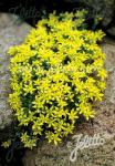 SEDUM acre   Portion(en)