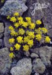 SEDUM lanceolatum  