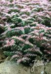 SEDUM pulchellum   Portion(en)