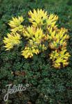 SEDUM oreganum  