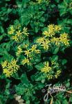 SEDUM ellacombianum   Portion(en)