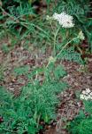 SELINUM carvifolium  