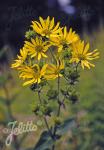 SILPHIUM integrifolium   Portion(s)