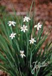 SISYRINCHIUM angustifolium f. album  