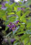 SOLANUM dulcamara  