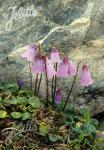 SOLDANELLA pusilla  