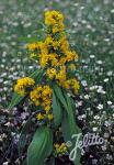 SOLIDAGO glomerata   Portion(en)