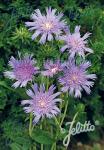 STOKESIA laevis  'Omega Skyrocket'